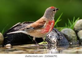 Attēlu rezultāti vaicājumam “Carduelis cannabina male”