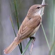 Attēlu rezultāti vaicājumam “Acrocephalus arundinaceus adult”