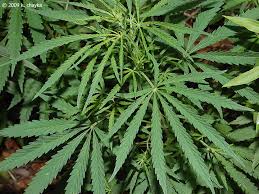 Attēlu rezultāti vaicājumam “Cannabis sativa leaf”