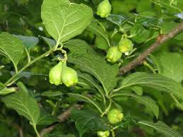 Attēlu rezultāti vaicājumam “Ambrosia artemisiifolia fruit”