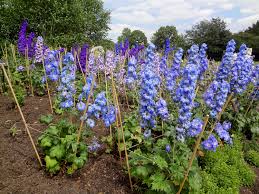 Attēlu rezultāti vaicājumam “Delphinium elatum”