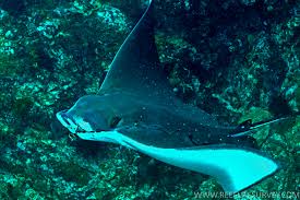 Image result for Aetobatus ocellatus