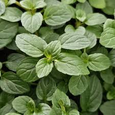 Attēlu rezultāti vaicājumam “Mentha x piperita”