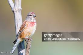 Attēlu rezultāti vaicājumam “Carduelis cannabina male”