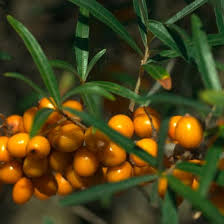Attēlu rezultāti vaicājumam “Hippophae rhamnoides”