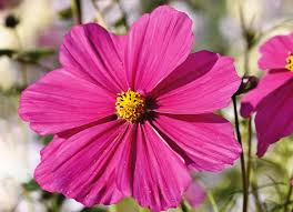 Image result for Schmuckkörbchen