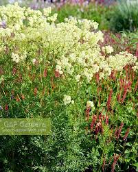 Attēlu rezultāti vaicājumam “Thalictrum lucidum”