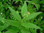 File:<b>Smilacina</b> racemosa 07478.JPG - Wikimedia Commons