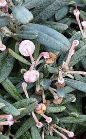 Attēlu rezultāti vaicājumam “Andromeda polifolia leaf”