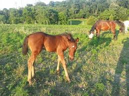 Image result for Kings Ranch Riding School/Club