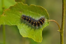 Attēlu rezultāti vaicājumam “Acronicta auricoma larva”