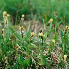 Attēlu rezultāti vaicājumam “Carex caryophyllea fruit”