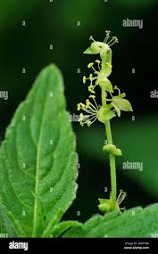 Attēlu rezultāti vaicājumam “Mercurialis perennis flower”