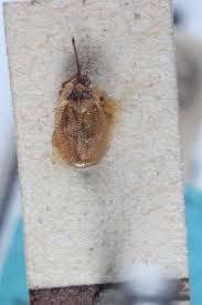 Attēlu rezultāti vaicājumam “Acalypta carinata”