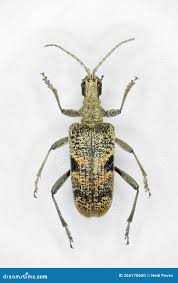 Attēlu rezultāti vaicājumam “Rhagium mordax”