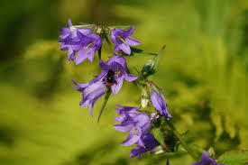Attēlu rezultāti vaicājumam “Campanula trachelium”