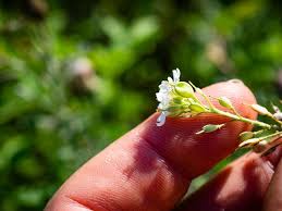 Attēlu rezultāti vaicājumam “Berteroa incana fruit”