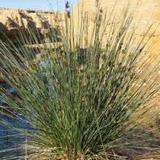 Attēlu rezultāti vaicājumam “Juncus stygius”