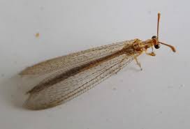 Attēlu rezultāti vaicājumam “Myrmeleontidae imago”