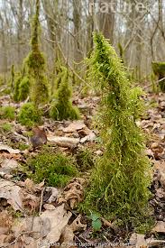 Attēlu rezultāti vaicājumam “Brachythecium”