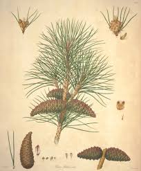 Attēlu rezultāti vaicājumam “Pinus nigra fruit”