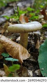 Attēlu rezultāti vaicājumam “Russula vesca”