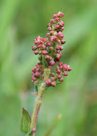 Attēlu rezultāti vaicājumam “Rumex acetosa flower”