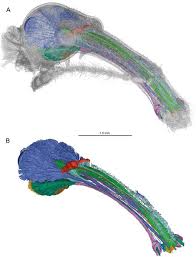 Attēlu rezultāti vaicājumam “Enteridium variabile”