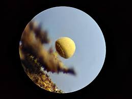 Attēlu rezultāti vaicājumam “Arcyria affinis macro”