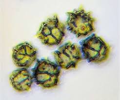 Attēlu rezultāti vaicājumam “Licea minima spores”