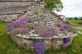 Attēlu rezultāti vaicājumam “Aubrieta deltoidea leaf”