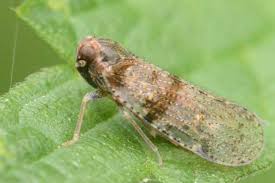 Attēlu rezultāti vaicājumam “Cixiidae”