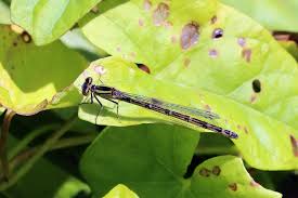 Attēlu rezultāti vaicājumam “Enallagma cyathigerum female”