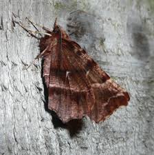 Attēlu rezultāti vaicājumam “Selenia dentaria larva”