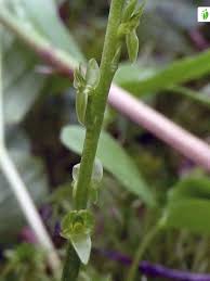 Attēlu rezultāti vaicājumam “Hammarbya paludosa flower”