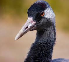 Attēlu rezultāti vaicājumam “Grus grus”