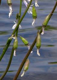 Attēlu rezultāti vaicājumam “Lobelia dortmanna”