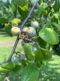 Attēlu rezultāti vaicājumam “Prunus (plum-tree) fruit”