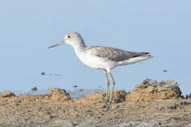 Attēlu rezultāti vaicājumam “Tringa nebularia”