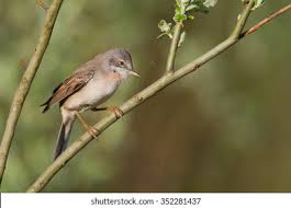 Attēlu rezultāti vaicājumam “Sylvia communis”