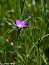 Image result for Agrostemma githago