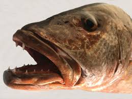 Image result for Lutjanus novemfasciatus