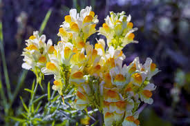 Attēlu rezultāti vaicājumam “Linaria vulgaris flower”