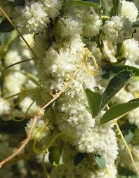 Attēlu rezultāti vaicājumam “Cuscuta epithymum subsp. trifolii flower”