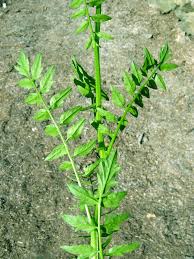 Attēlu rezultāti vaicājumam “Cardamine impatiens fruit”