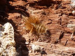 Attēlu rezultāti vaicājumam “Tetratoma ancora”