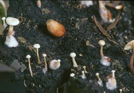 Attēlu rezultāti vaicājumam “Collybia tuberosa”