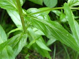Attēlu rezultāti vaicājumam “Epilobium montanum leaf”