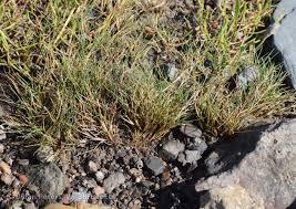 Attēlu rezultāti vaicājumam “Festuca rubra subsp. rubra”