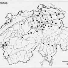 Attēlu rezultāti vaicājumam “Sphagnum contortum”